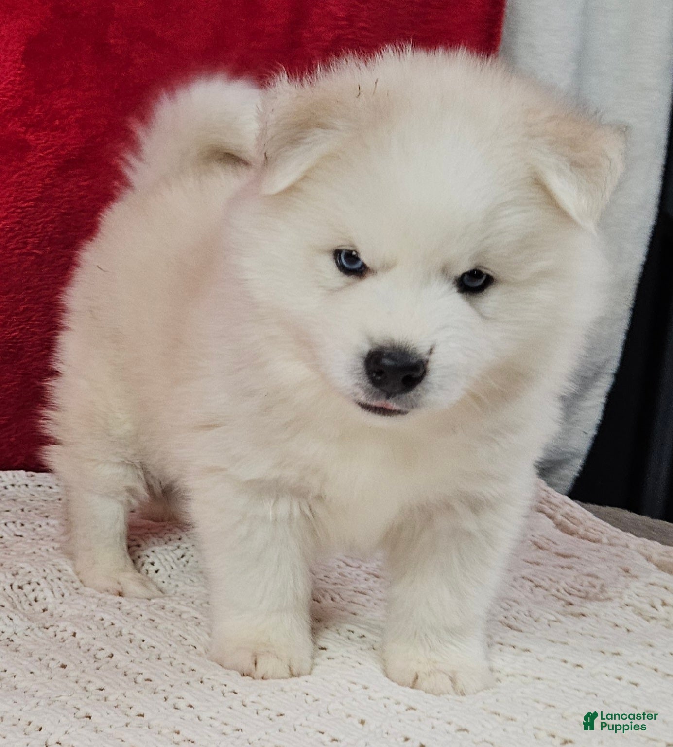 Pomsky dogs Shiloh - Ad 21