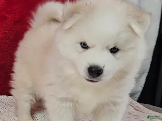 Pomsky dogs Shiloh - Ad 21