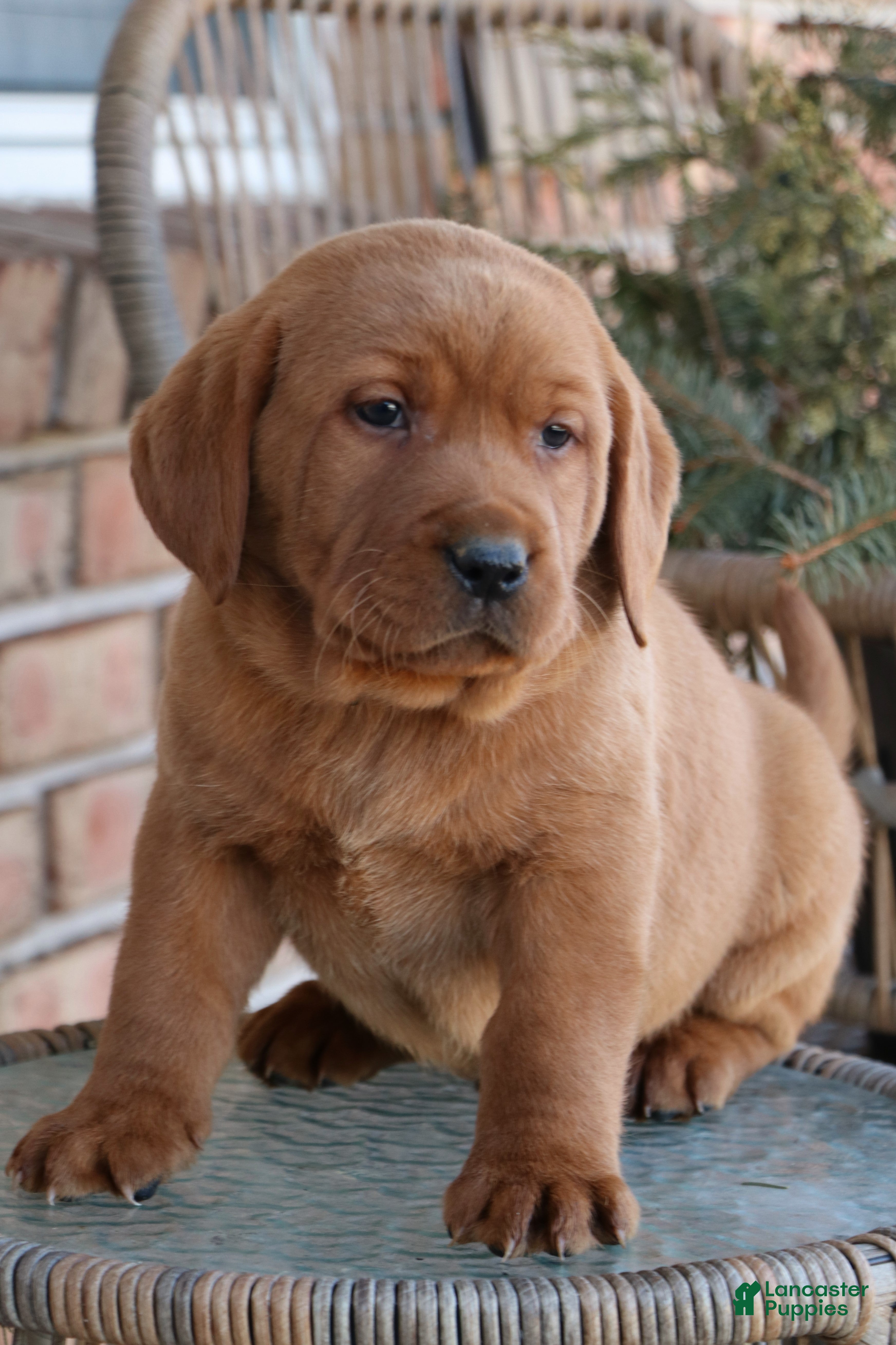 Labrador Retriever dogs Labrador Retriever Puppy 2 - Ad 15