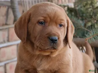 Labrador Retriever dogs Labrador Retriever Puppy 2 - Ad 15