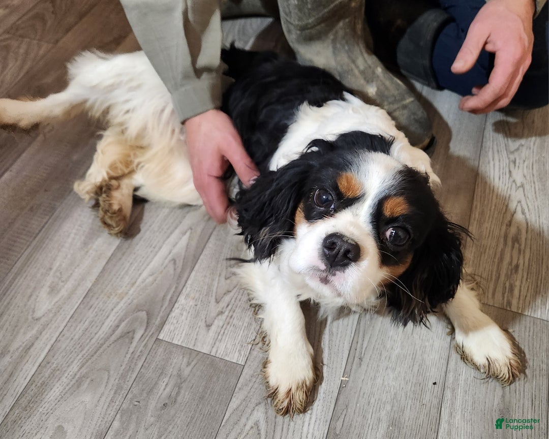 Cavapoo dogs for sale: Cavapoo Blue Merle Male #6 (Autumn's) - Ad 5