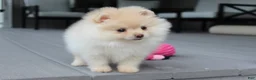 Pomeranian dogs for sale: Cassie - Ad 5