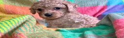 Cavapoo dogs for sale: Koda - Ad 7