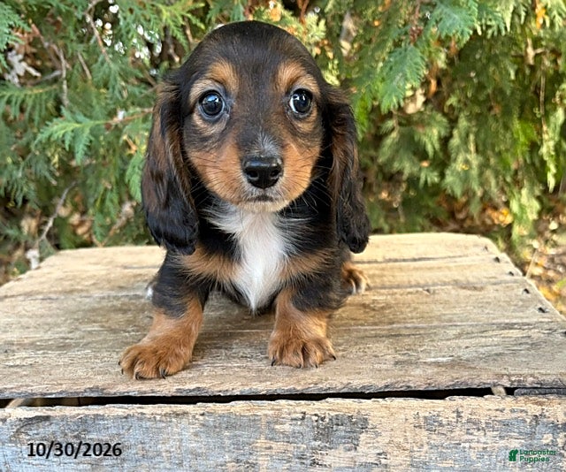 Dachshund dogs for sale: Cooper - Ad 1