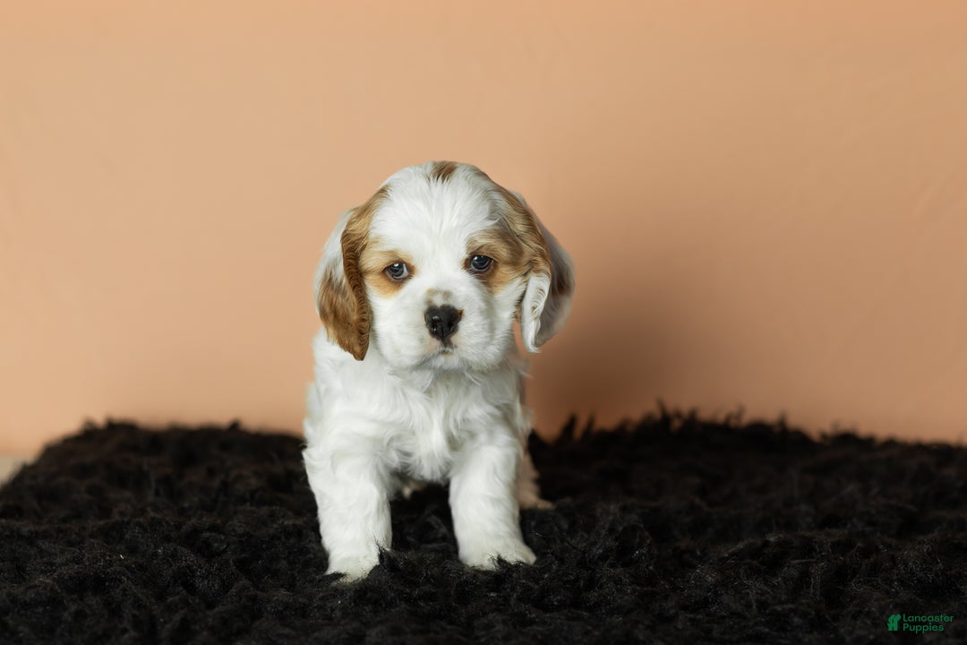 Cocker Spaniel dogs for sale: Freckles  - Ad 2