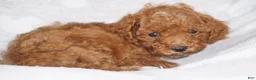 Miniature Poodle dogs for sale: GEORGE - Ad 5