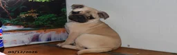 Pug dogs for sale: Valentina - Ad 5