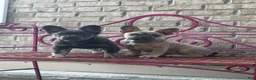 French Bulldog dogs for sale: French Bulldog 1 - Ad 3
