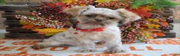 Shih Tzu dogs for sale: Riley - Ad 3