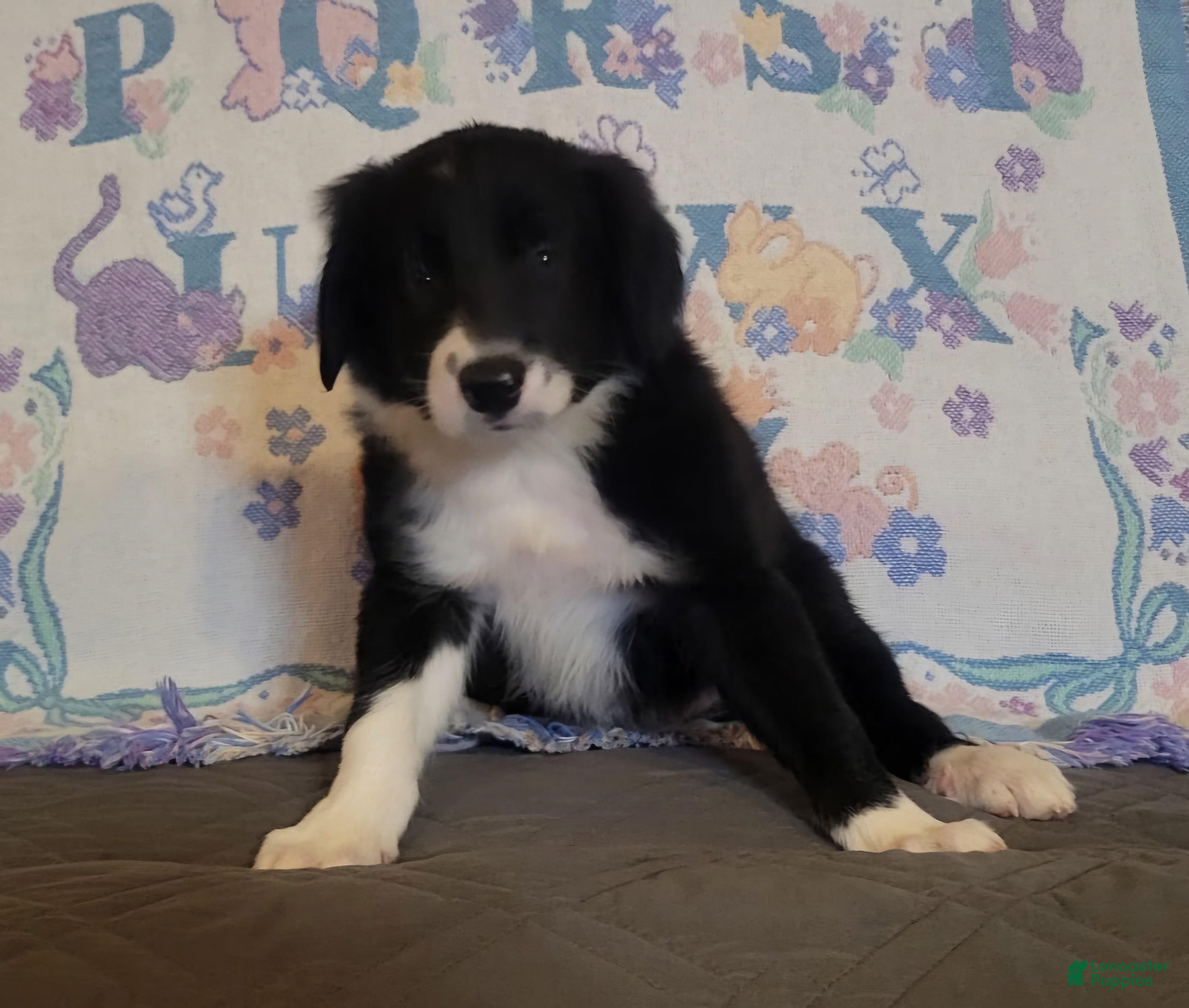Border Collie dogs Border Collie 3 - Ad 1