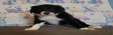 Border Collie 3