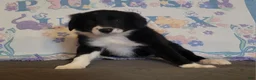 Border Collie dogs for sale: Border Collie 3 - Ad 1