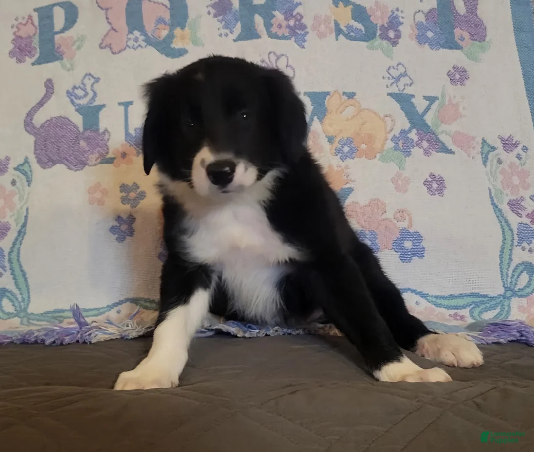 Border Collie dogs for sale: Border Collie 3 - Ad 1