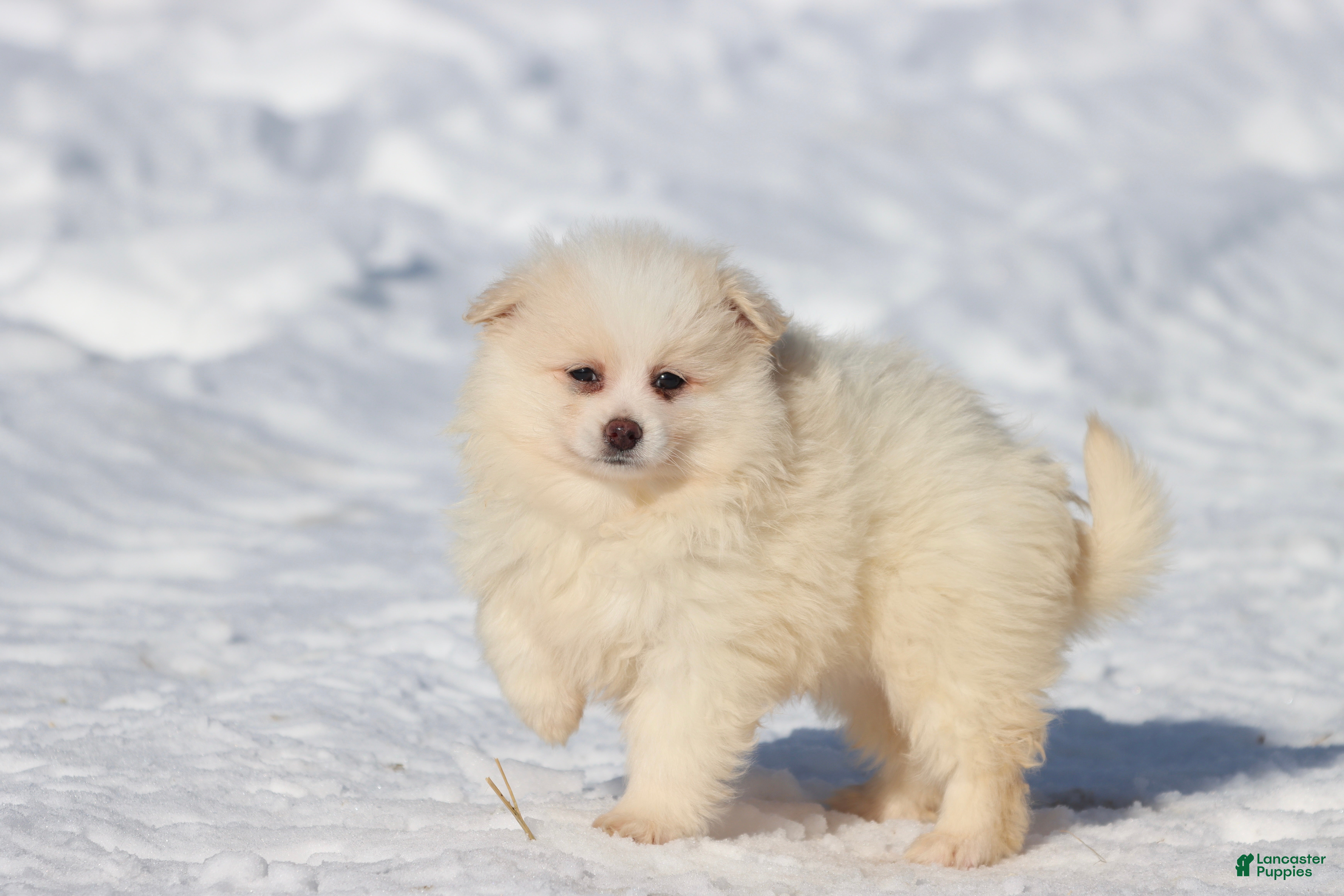 Pomeranian dogs Cream Puff  - Ad 27