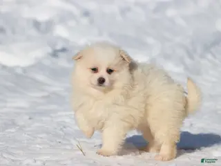 Pomeranian dogs Cream Puff - Ad 27