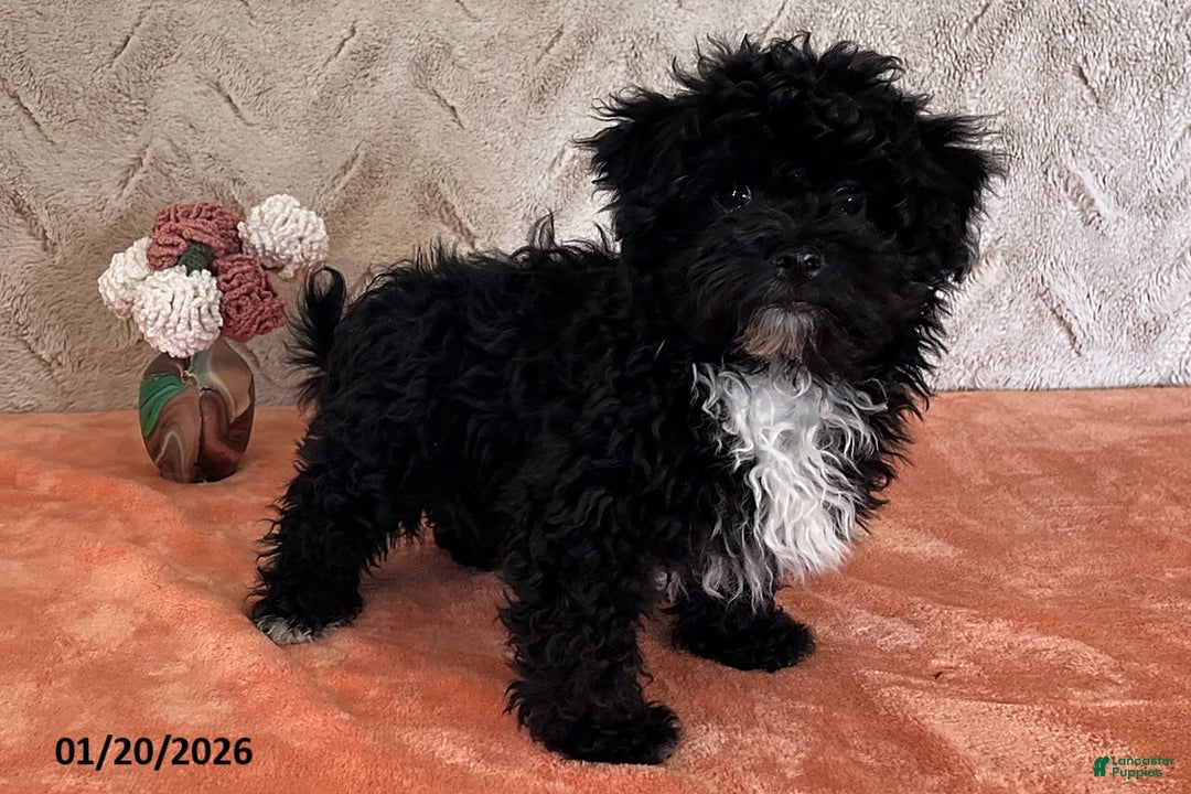 Havapoo dogs for sale: Princess - Ad 3