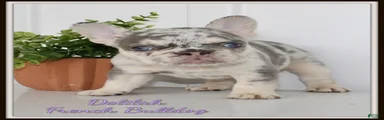 Delilah