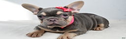 French Bulldog dogs for sale: Clover  - Ad 4