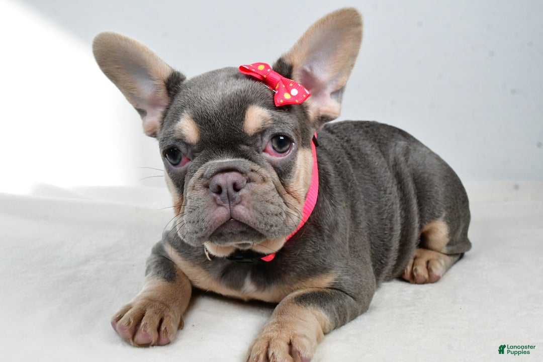 French Bulldog dogs for sale: Clover  - Ad 4