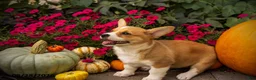 Welsh Corgi Pembroke dogs for sale: Lil Pumkin - Ad 5