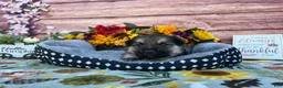 German Shepherd dogs for sale: Amethyst  - Ad 4