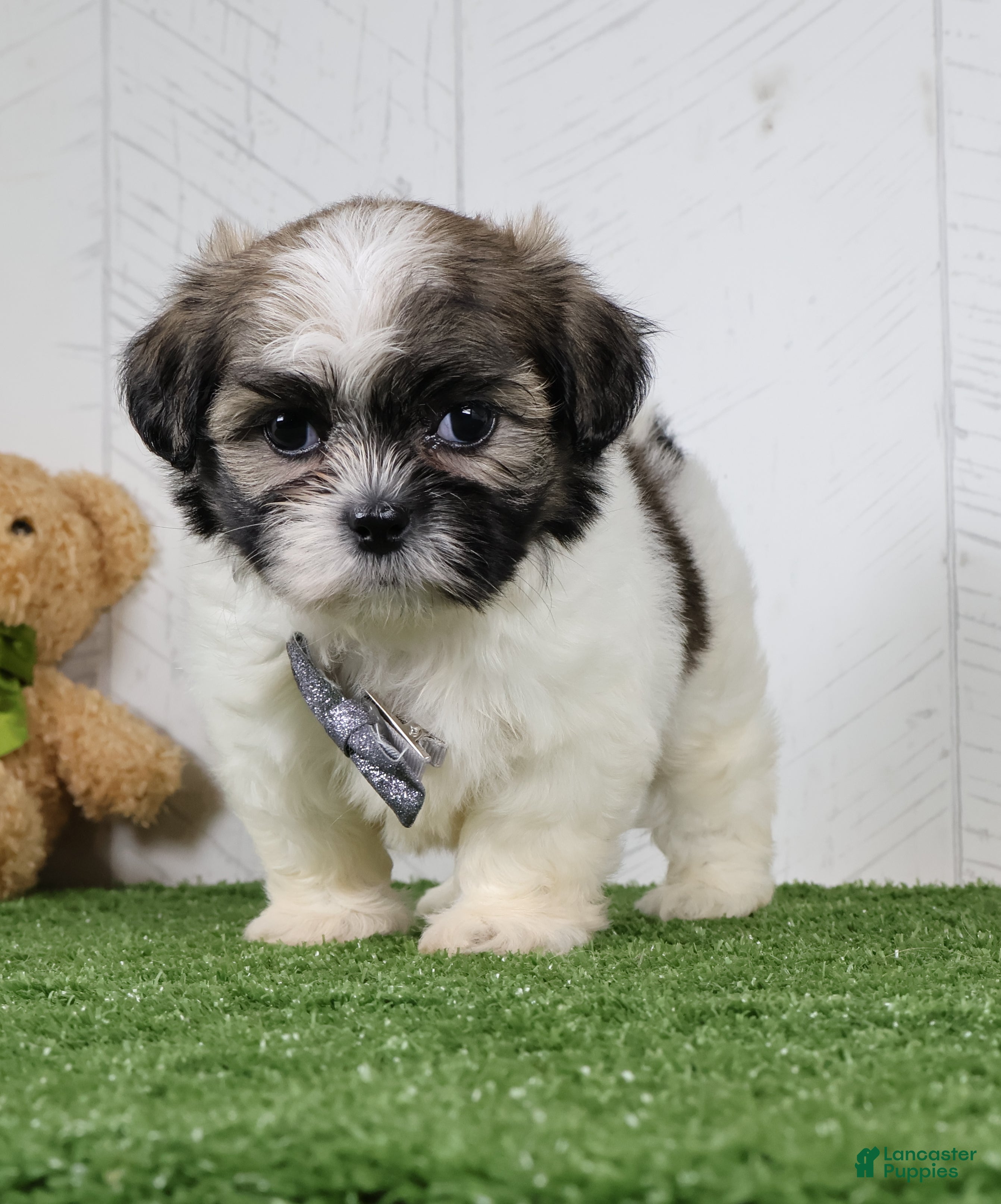 Shih Tzu dogs Josh - Ad 1