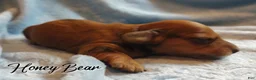 Miniature Dachshund dogs for sale: Miniature Dachshund 1 - Ad 3