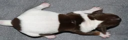 Rat Terrier dogs for sale: Brushton - Ad 2