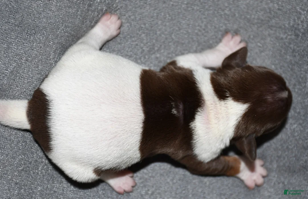 Rat Terrier dogs for sale: Brushton - Ad 2