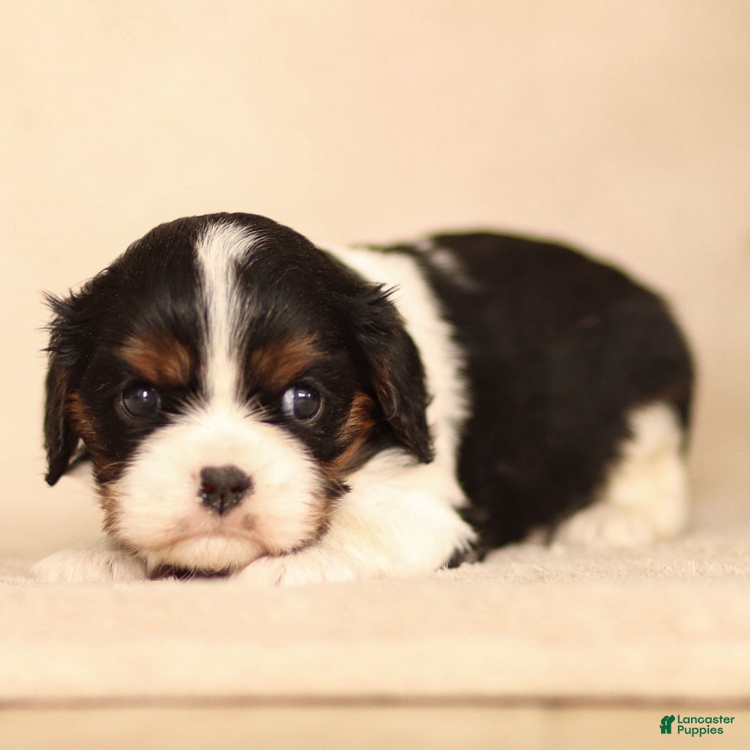 Cavalier King Charles Spaniel dogs for sale: Cassian - Ad 17
