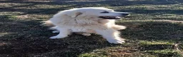 Great Pyrenees dogs for sale: Dixon - Ad 8