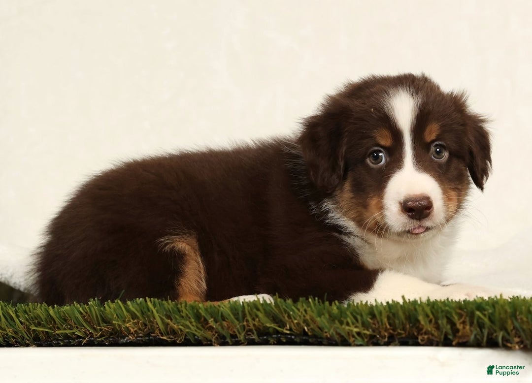 Miniature Australian Shepherd dogs for sale: Dallas - Ad 4