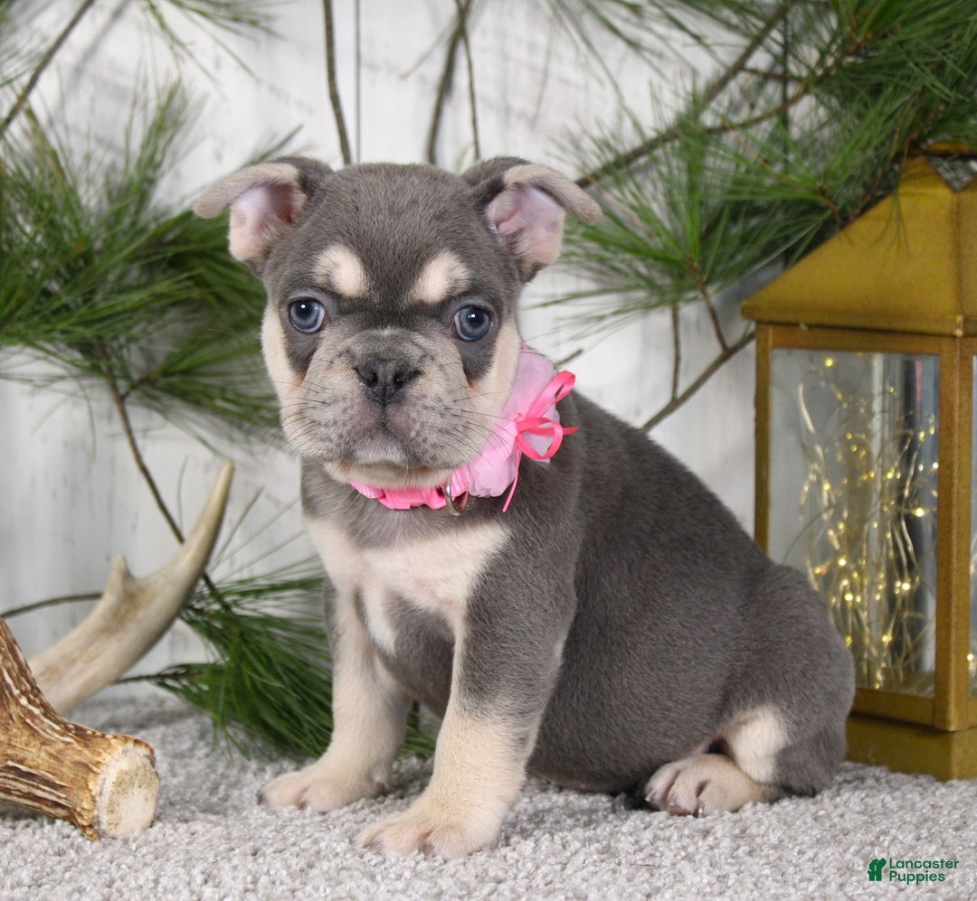 French Bulldog dogs for sale: Lola - Ad 3