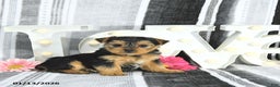 Yorkshire Terrier dogs for sale: Marshall - Ad 2