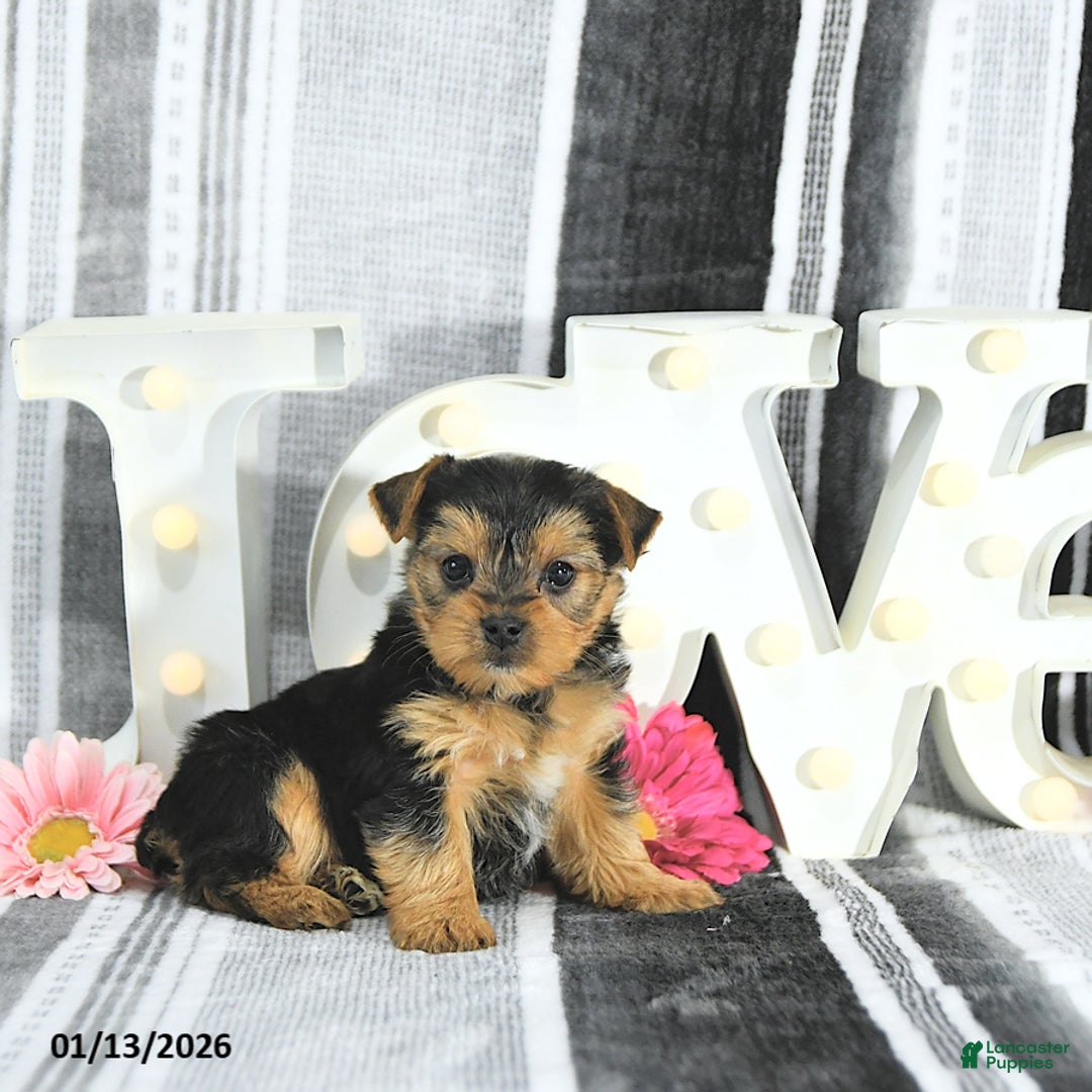 Yorkshire Terrier dogs for sale: Marshall - Ad 2