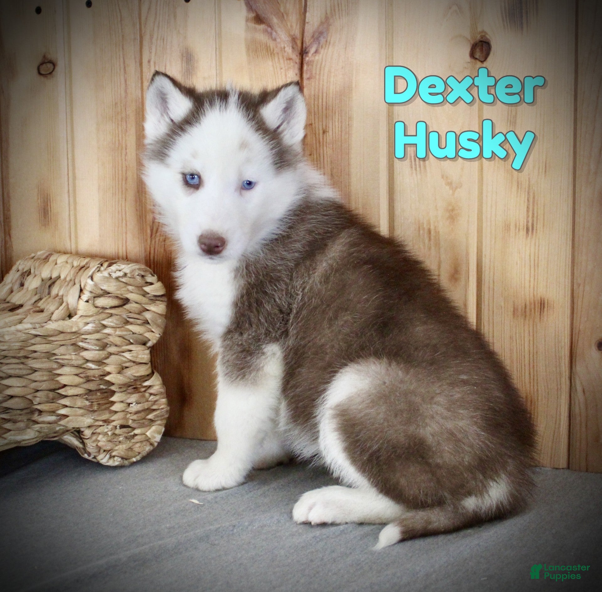 Siberian Husky dogs for sale: Dexter - Ad 3