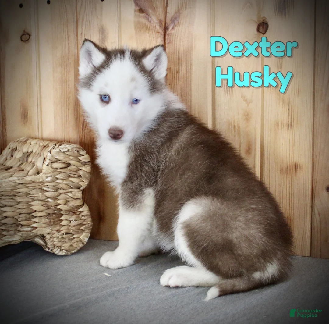 Siberian Husky dogs for sale: Dexter - Ad 1