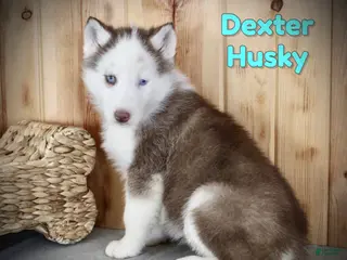 Siberian Husky dogs for sale: Dexter - Ad 3
