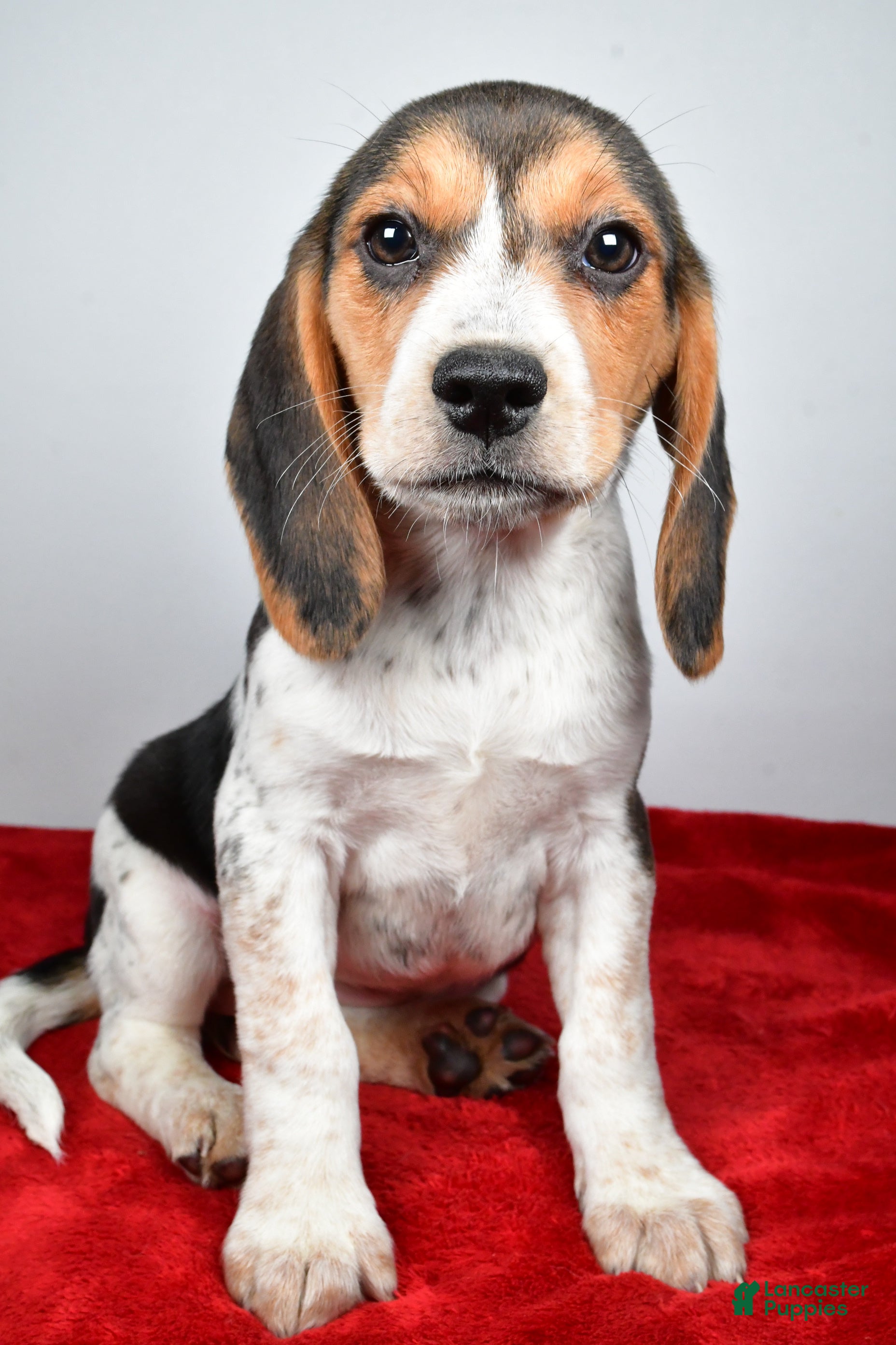 Beagle dogs Rhoda - Ad 1