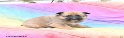 Mixed Breed dogs for sale: Bailey - Ad 2