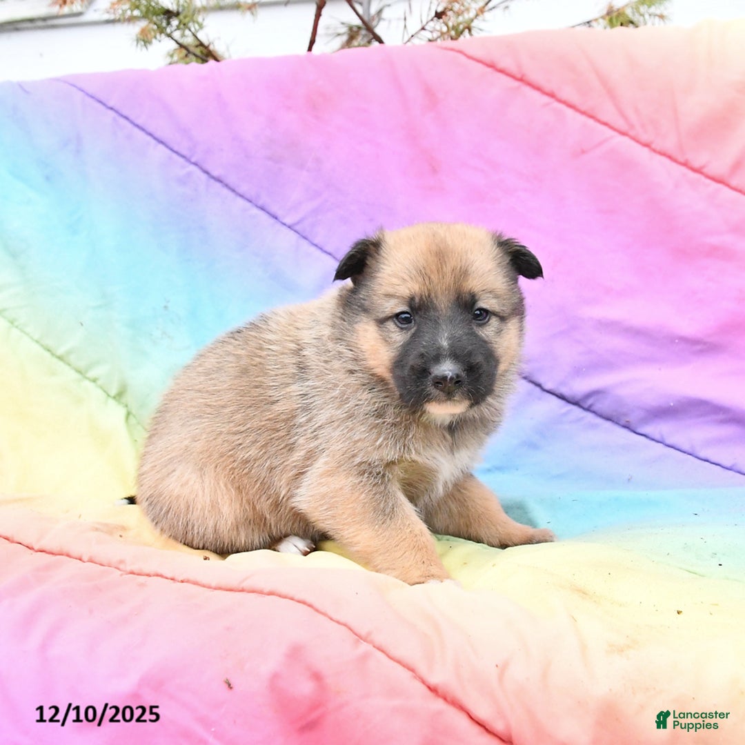 Mixed Breed dogs for sale: Bailey - Ad 2