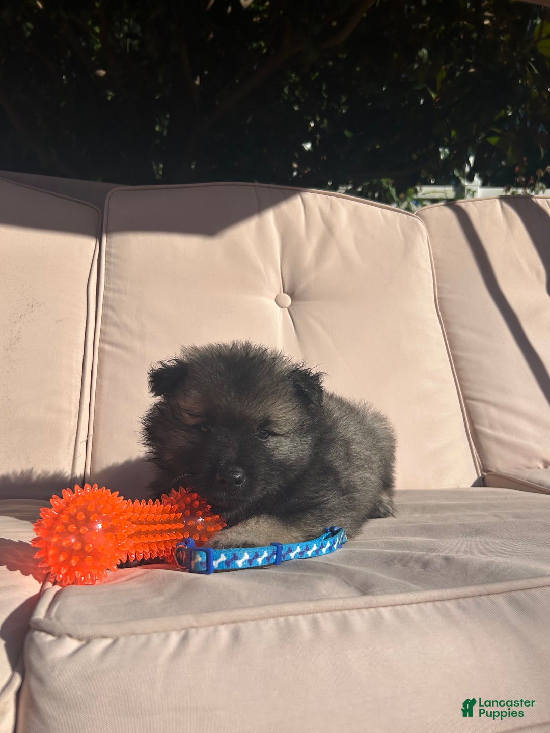Keeshond dogs for sale: Richi - Ad 9