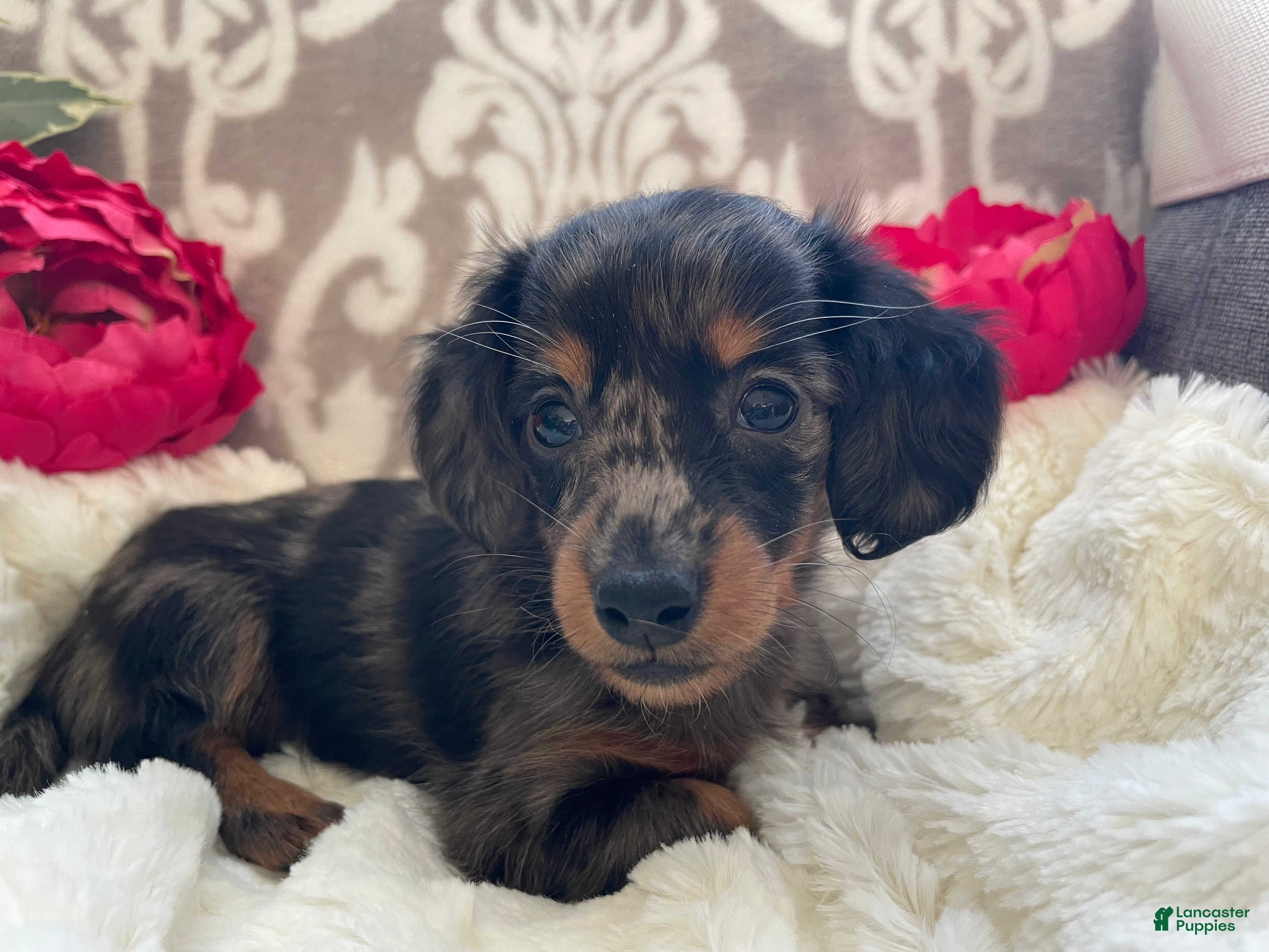 Miniature Dachshund dogs Crystal - Ad 7