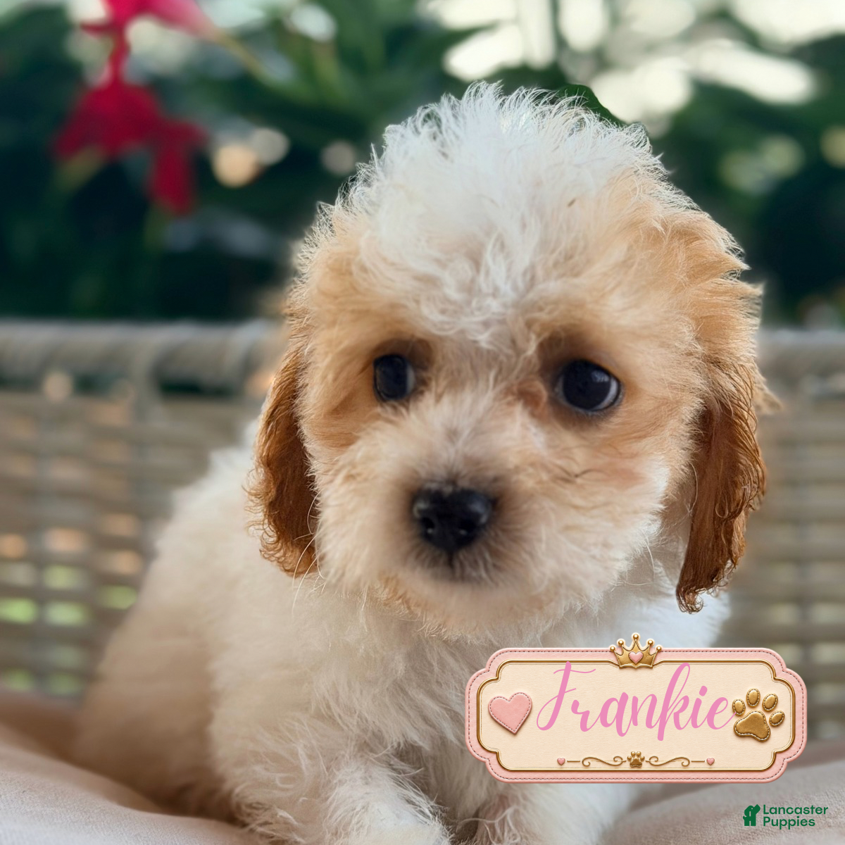 Cavapoo dogs Frankie - Ad 1