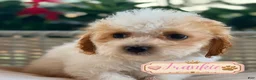Cavapoo dogs for sale: Frankie - Ad 1
