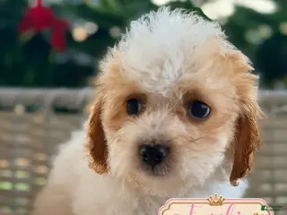 Cavapoo dogs Frankie - Ad 33