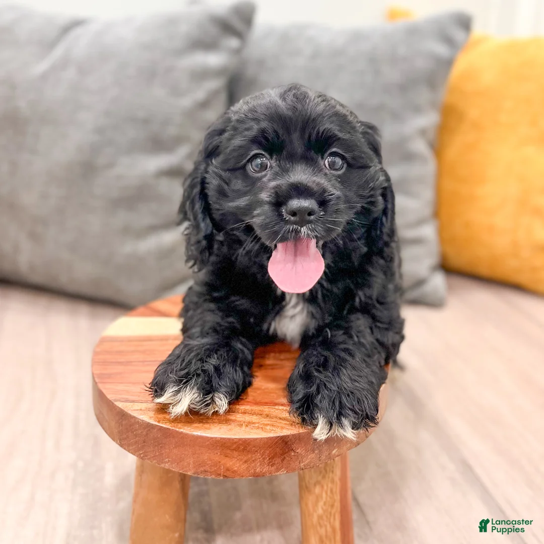 Cocker Spaniel dogs for sale: Hazel - Ad 2