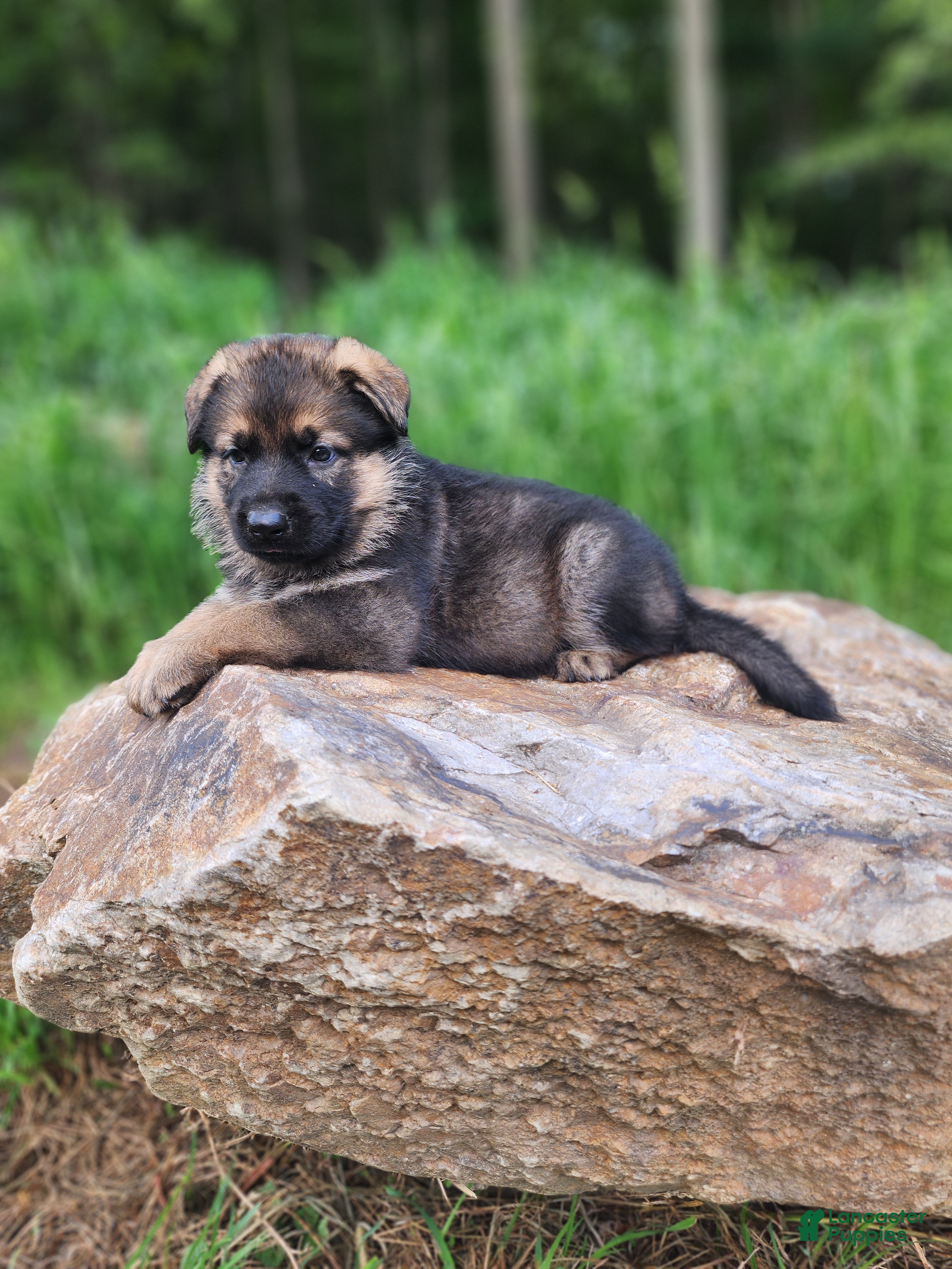 German Shepherd dogs  Thora - Ad 1