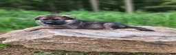 German Shepherd dogs for sale:  Thora - Ad 16