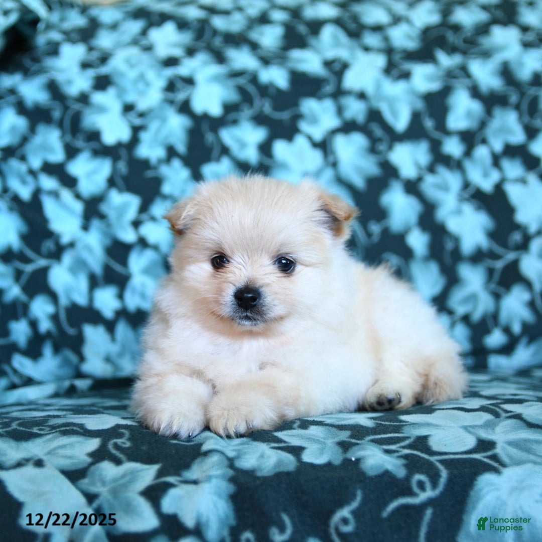 Pomeranian dogs for sale: Frosty - Ad 3